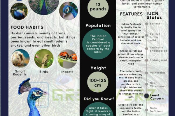 Infographics of Indian Peafowl