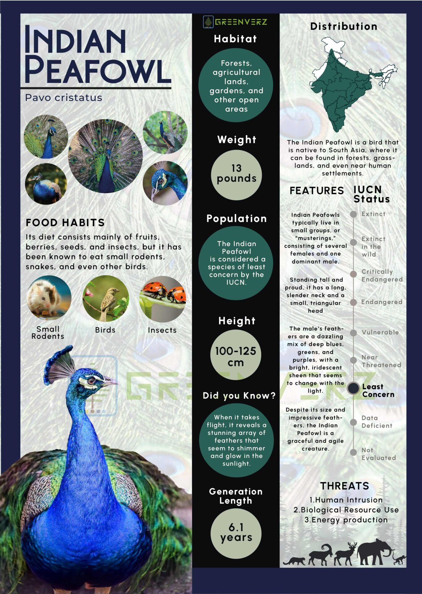 Infographics of Indian Peafowl