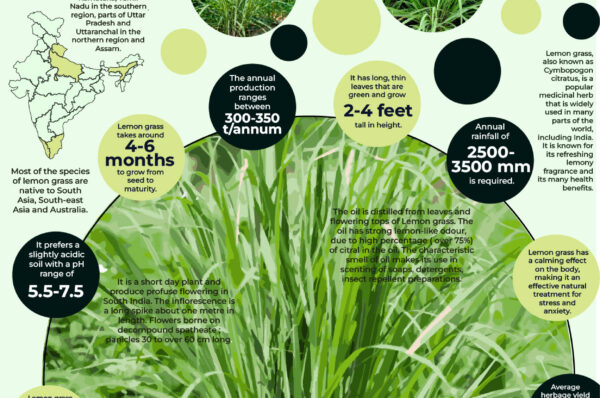 Infographics of Lemon Grass