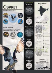 Infographics of Osprey