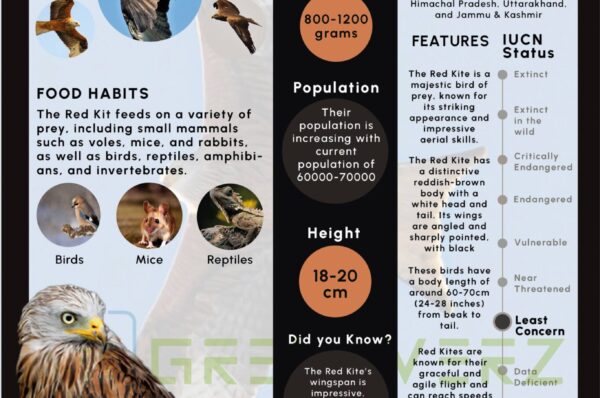 Infographics of Red Kite
