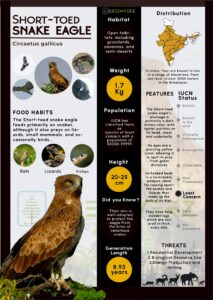 Infographics of Short Toed Eagle