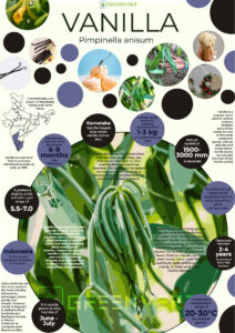 Infographics of Vanilla
