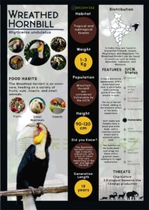Infographics of Wreathed Hornbill