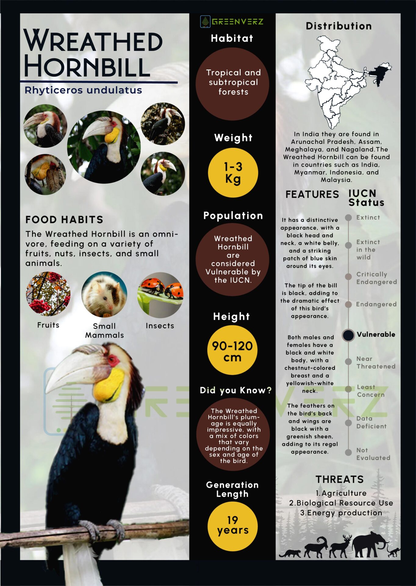 Infographics of Wreathed Hornbill