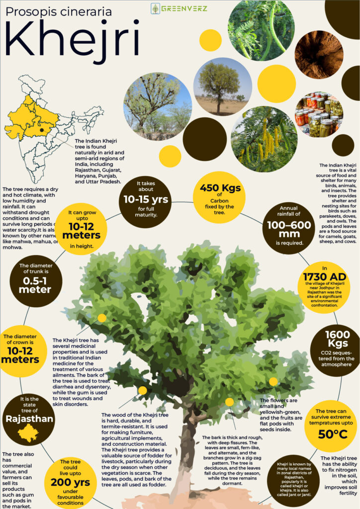 Infographics of Khejri Tree Greenverz