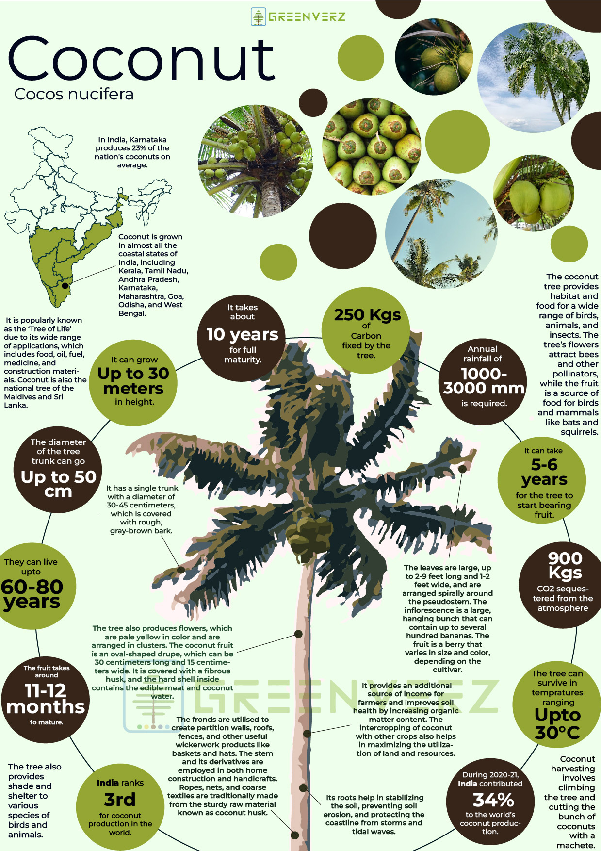 Infographics of Coconut Tree | Greenverz