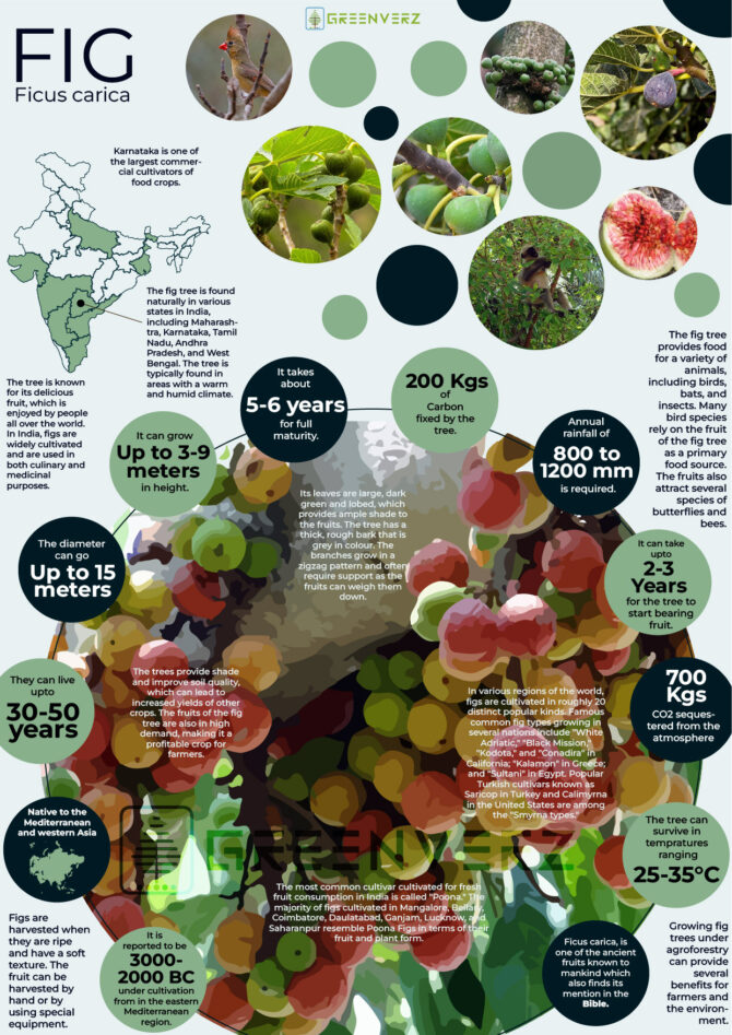 Fig Tree Reference Interesting Facts About Fig Trees – EVMJI