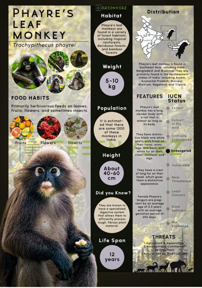 Infographics of Phayre’s Leaf Monkey | Greenverz