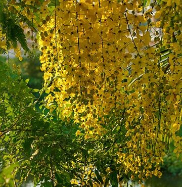 Plant Amalia's trees
