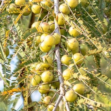 Plant Amla Trees