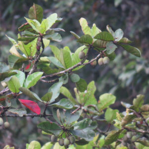 Plant Haritaki Trees | Greenverz