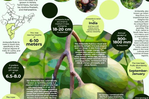 Infographics of Ambarella