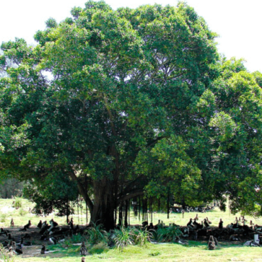 Plant a Laurel Tree