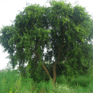 Plant Sheesham Trees