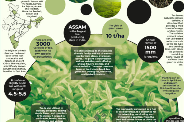 Infographics of Tea