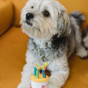 Plant on Pet Dog's Birthday