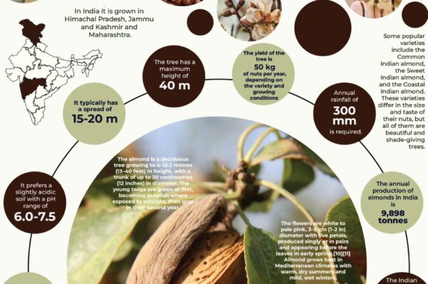 Infographics of Almond