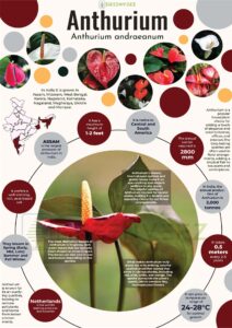 Infographics of Anthurium
