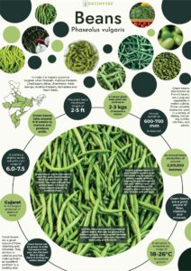 Infographics of Beans