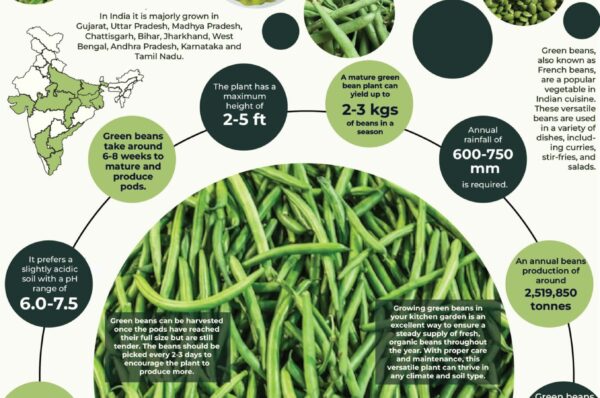 Infographics of Beans