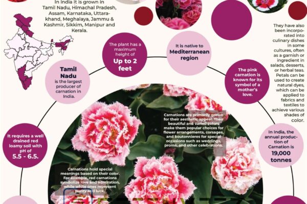 Infographics of Carnation