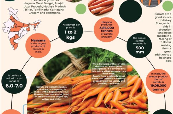 Infographics of Carrot