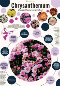 Infographics of Chrysanthemum