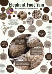Infographics of Elephant Foot Yam