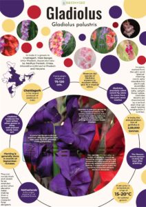 Infographics of Gladiolus