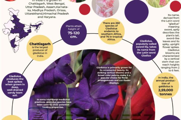 Infographics of Gladiolus