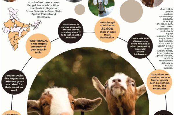 Infographics of Goat