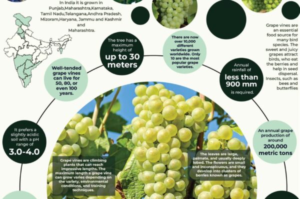 Infographics of Grapes