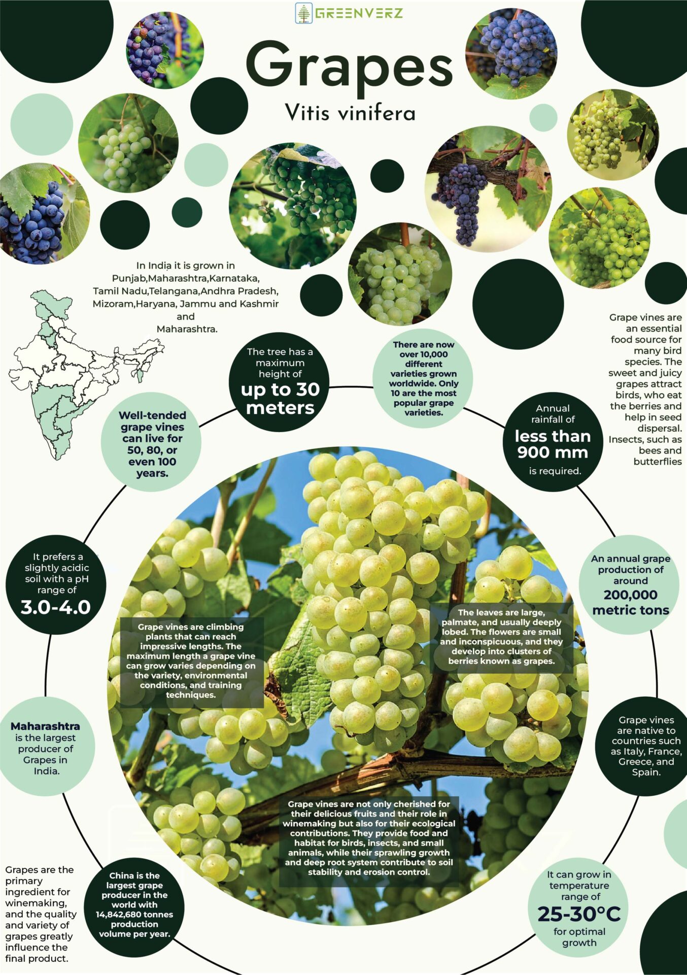 Infographics of Grapes