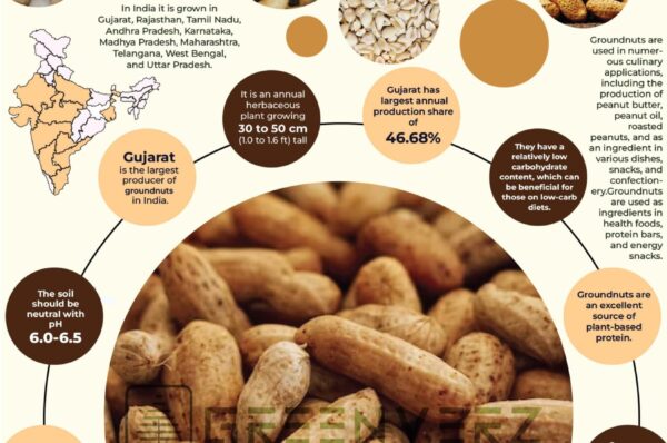 Infographics of Groundnut