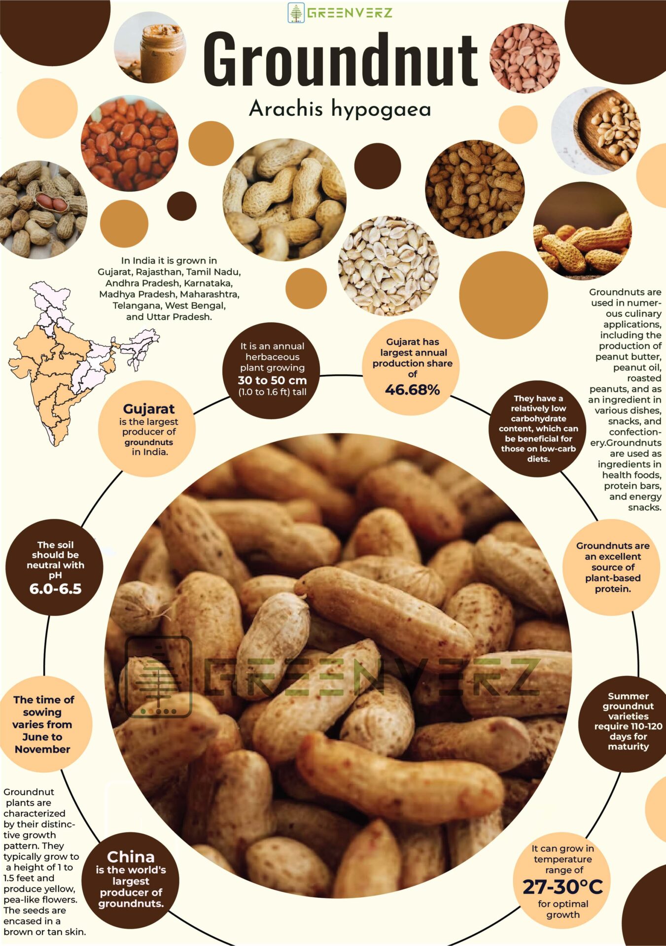 Infographics of Groundnut