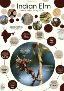 Infographics of Indian Elm