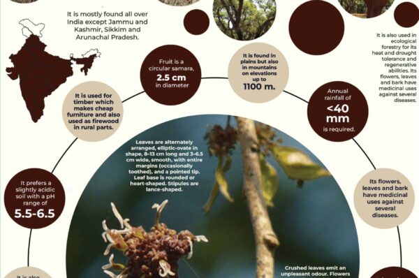 Infographics of Indian Elm