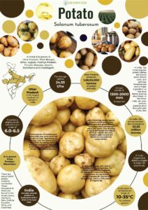 Infographics of Potato