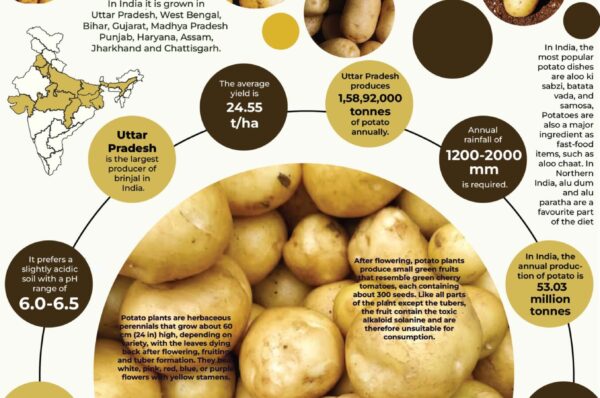 Infographics of Potato