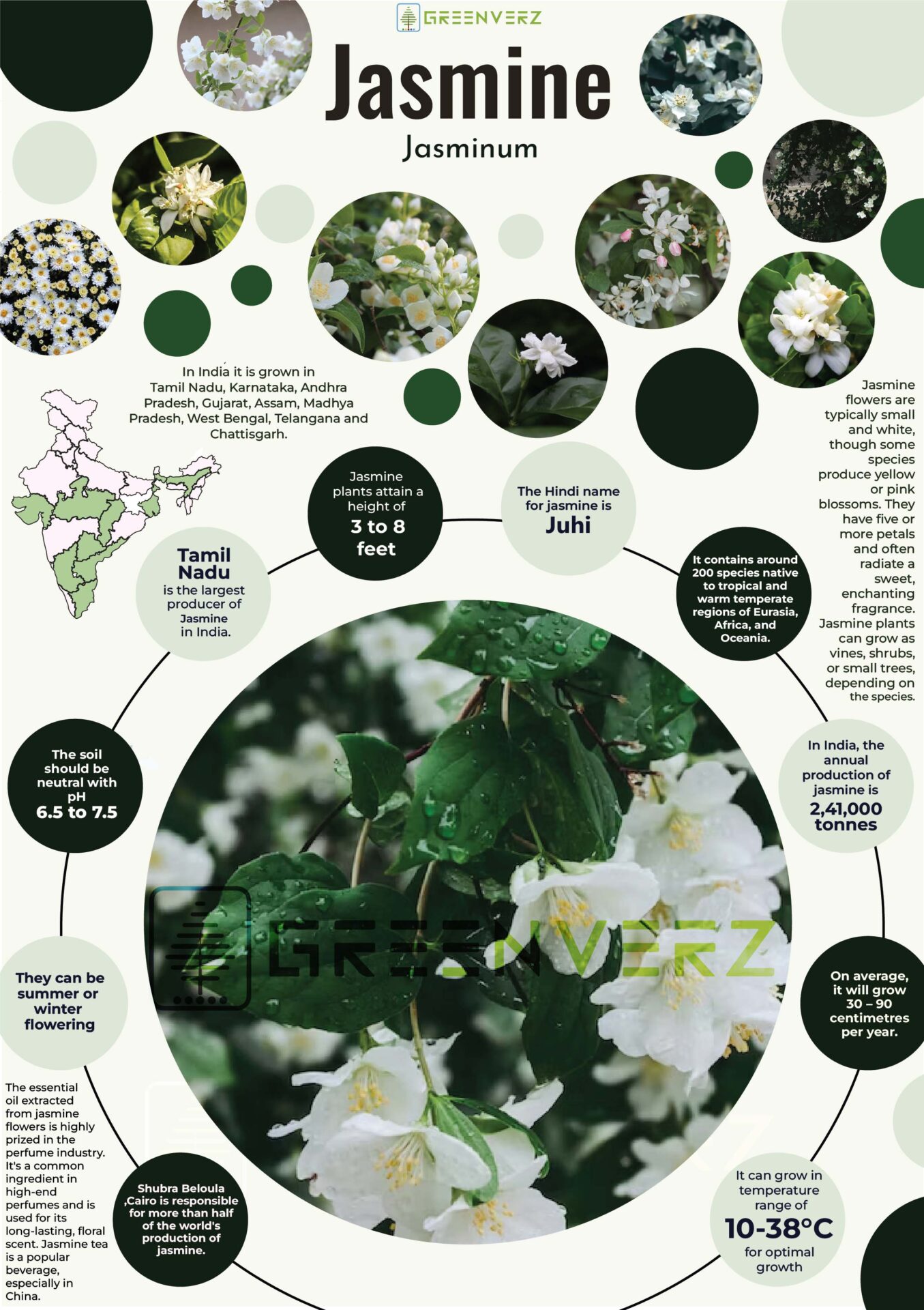 Infographics of Jasmine