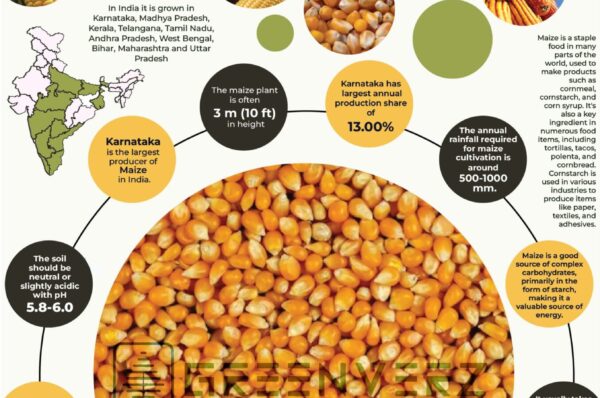 Infographics of Maize