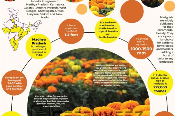 Infographics of Marigold