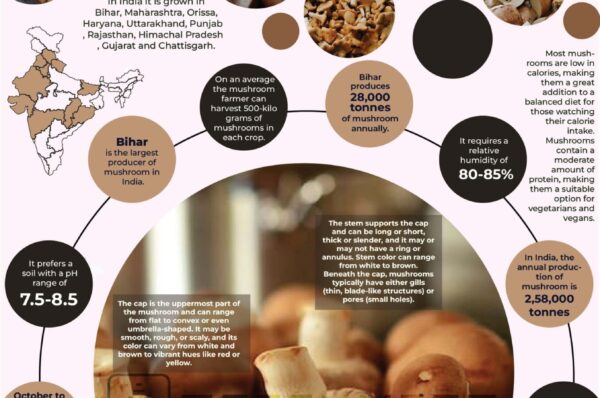 Infographics of Mushroom