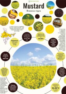 Infographics of Mustard