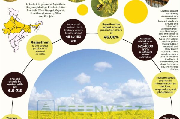Infographics of Mustard