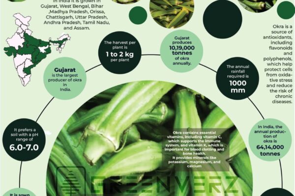 Infographics of Okra