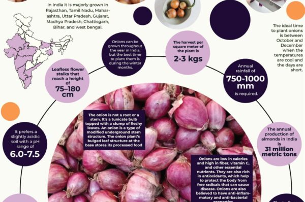 Infographics of Onion