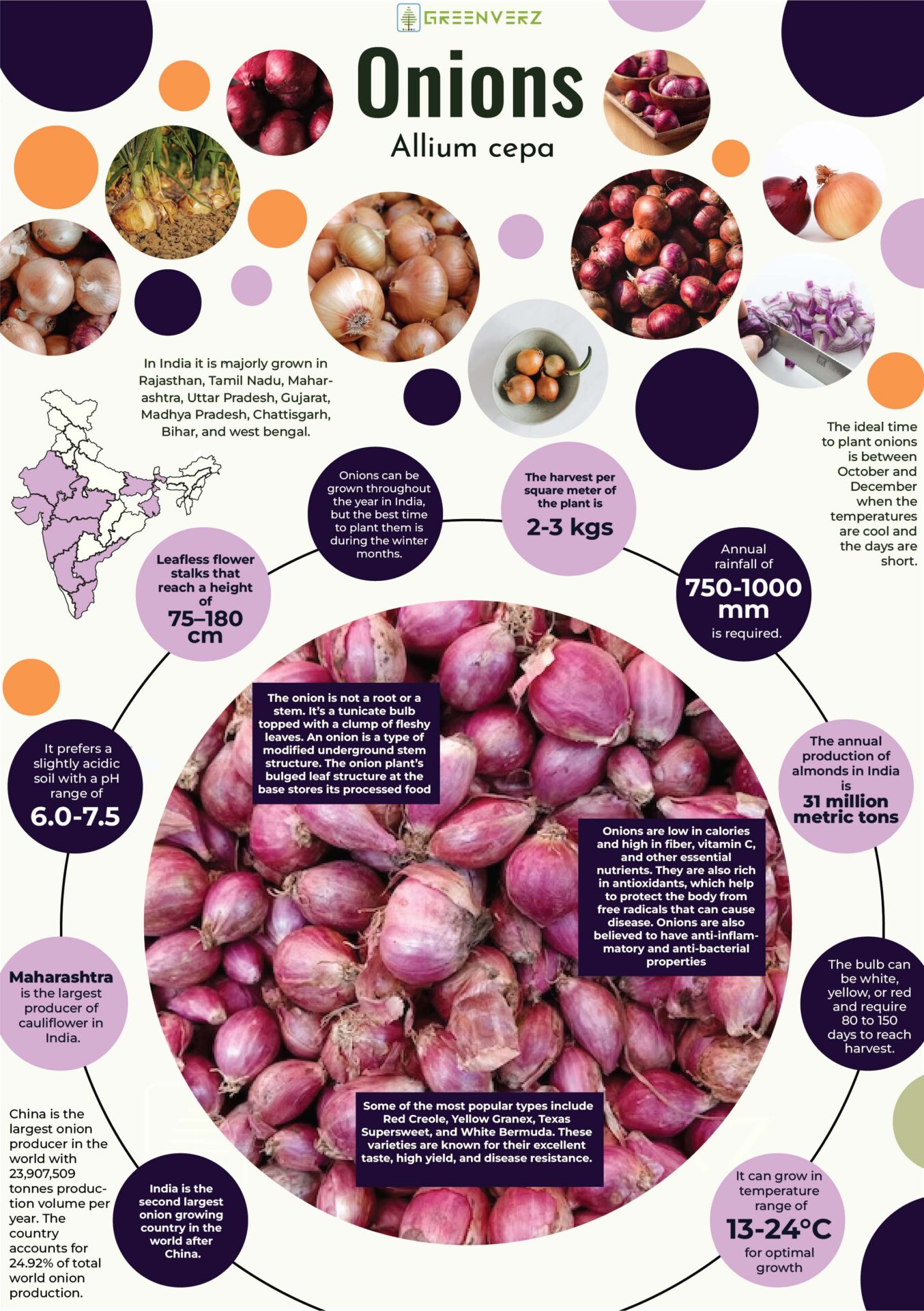 Infographics of Onion