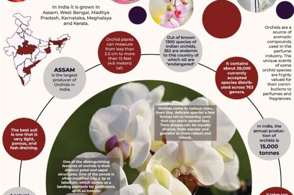 Infographics of Orchids